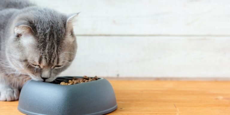 ¿Cómo alimentar a un gato correctamente? Croqueta vs comida natural: ventajas, riesgos y recomendaciones