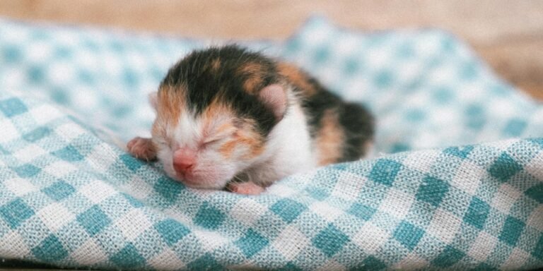 Lactancia artificial en gatitos huérfanos: cómo alimentarlos correctamente y darles una segunda oportunidad