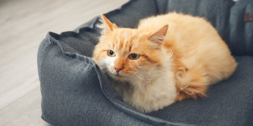 Ansiedad en gatos: cómo identificarla, causas y qué puedes hacer