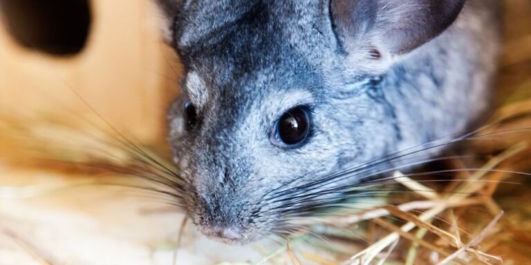 Heno para chinchillas: el secreto de una buena digestión