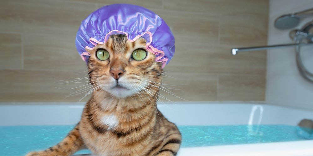 ¿Cómo bañar a un gato sin traumas? Guía paso a paso para lograrlo (sin rasguños)