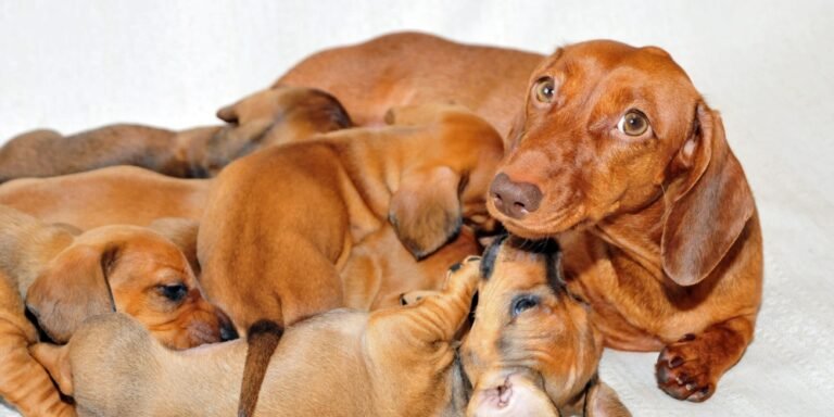 Desparasitación durante la gestación en perros y gatos: protege a la madre y a sus crías