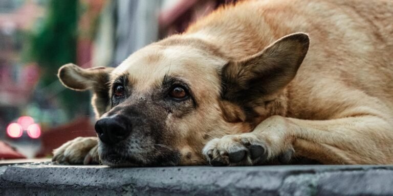 Estrés durante la gestación (perros y gatos): cómo prevenirlo y sus efectos en la madre y los cachorros