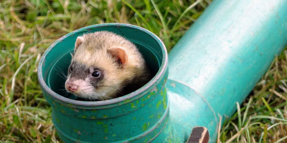 Mejores juguetes para hurones hiperactivos