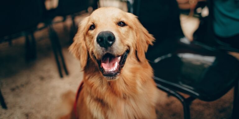 ¿Cómo saber si mi perro es feliz? 12 señales claras de bienestar emocional y físico