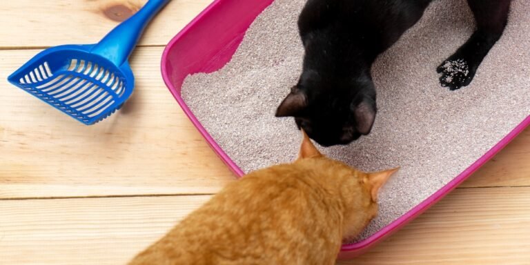 ¿Por qué mi gato no usa el arenero? Causas, soluciones y prevención paso a paso