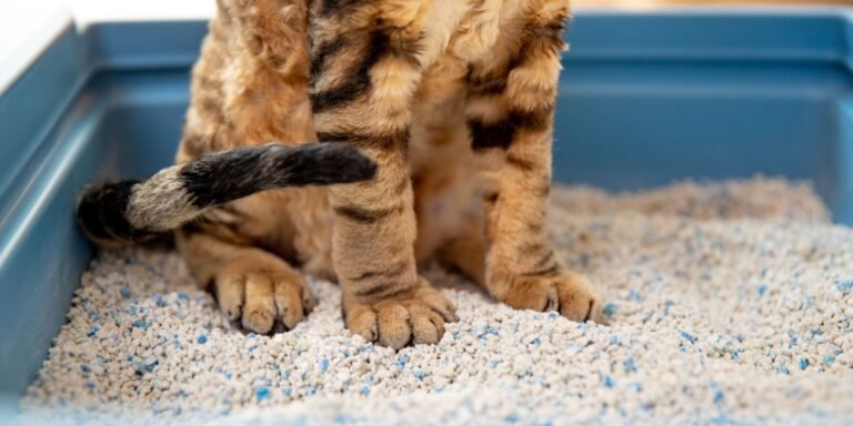 Enfermedades urinarias en gatos: causas, síntomas y cómo prevenirlas
