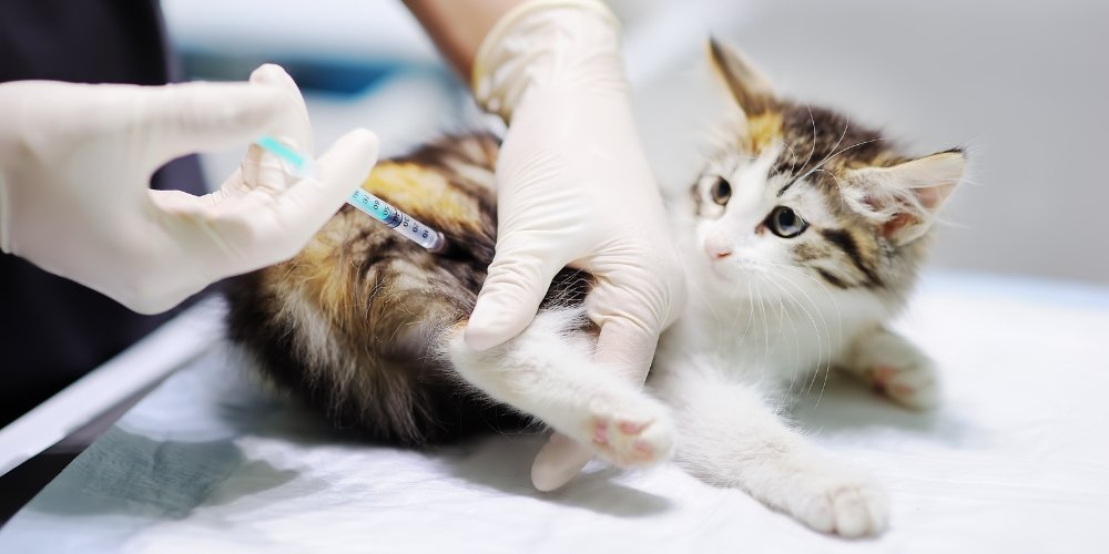 Vacunación en gatos: guía completa para proteger a tu michi