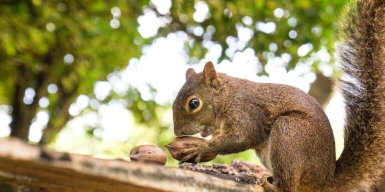 ¿Las semillas son buenas para las ardillas mascota?