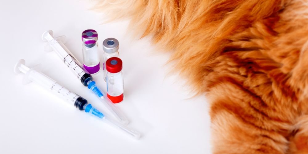 Calendario de vacunación para gatos explicado fácil