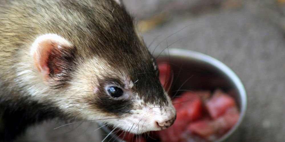 Dieta perfecta para un hurón sano y feliz