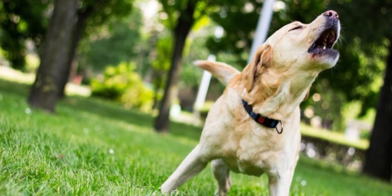 ¿Por qué mi perro ladra tanto? Causas y soluciones para un ladrido feliz