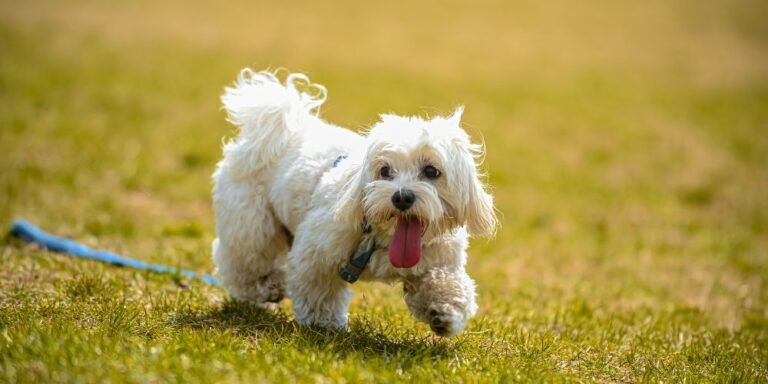Giardia en perros: síntomas, tratamiento y prevención