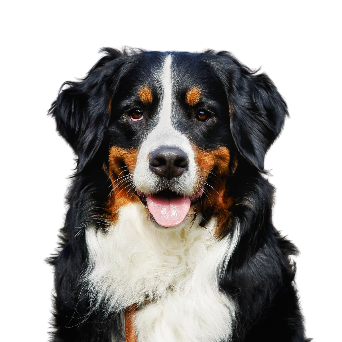 Blog veterinario escrito por médicos veterinarios