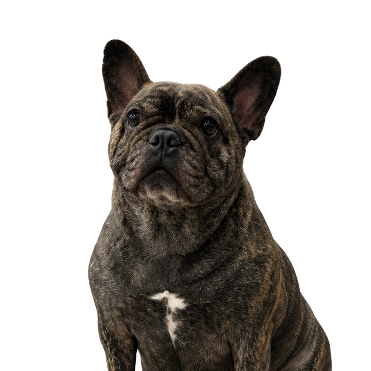 CrVz's English Bulldog