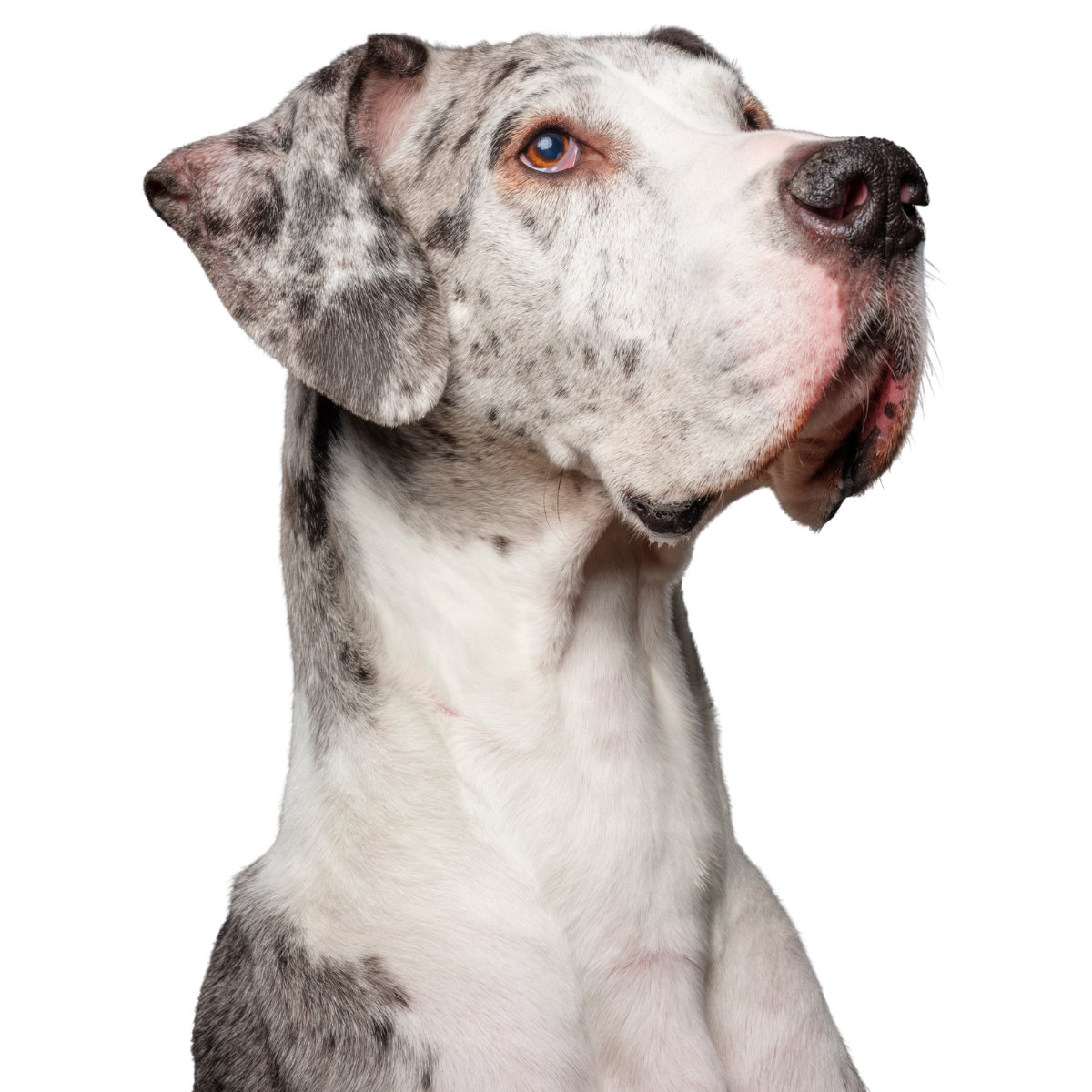 Paciente canino